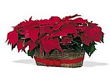 Why send one holiday wish when you can send two