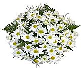 Daisies