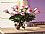 12 PinK Roses