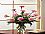 12 Pink Carnations