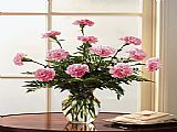 12 Pink Carnations