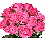 Pink Roses