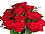 Red Roses