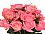 12 Peach Roses