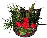 Tropical Basket