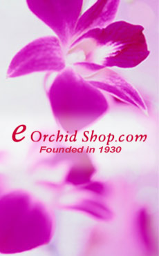 eOrchid Shoppe